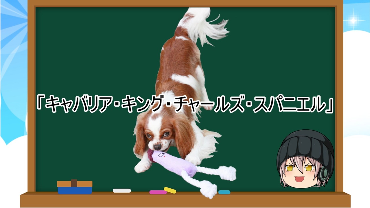 ゆっくり解説 犬種１６ キャバリア キング チャールズ スパニエル ニコニコ動画