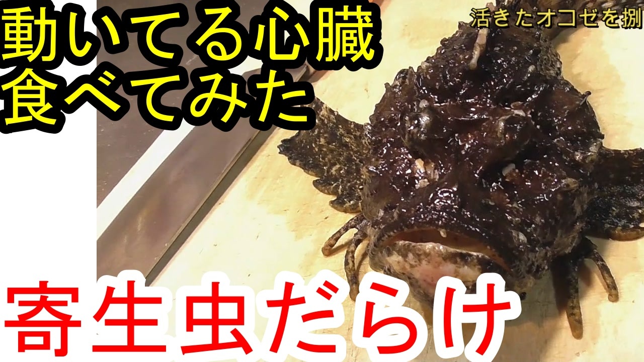 観覧注意 動いてる心臓食ってみた 寄生虫だらけの生きオコゼ ニコニコ動画