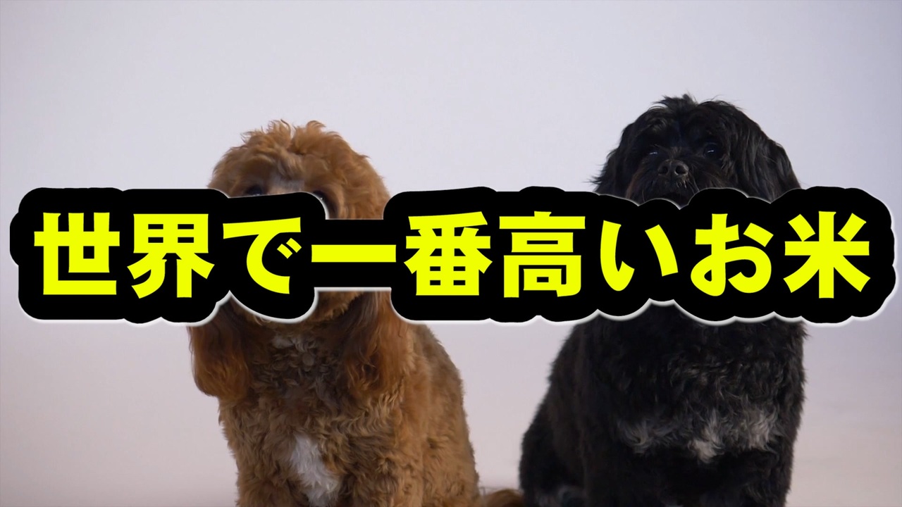 世界で１番高いお米を犬が教えます ニコニコ動画