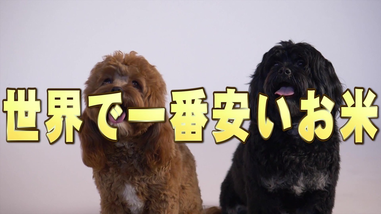 世界で１番安いお米を犬が教えます ニコニコ動画