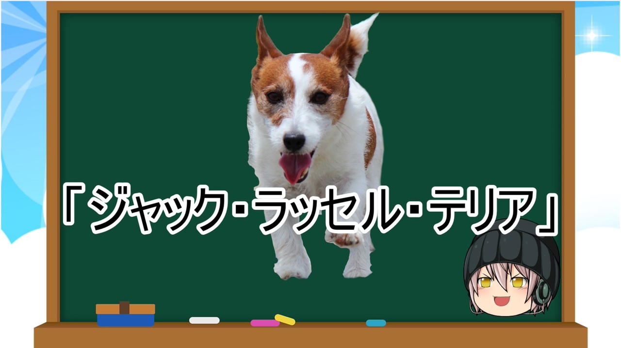 ゆっくり解説 犬種１７ ジャック ラッセル テリア ニコニコ動画