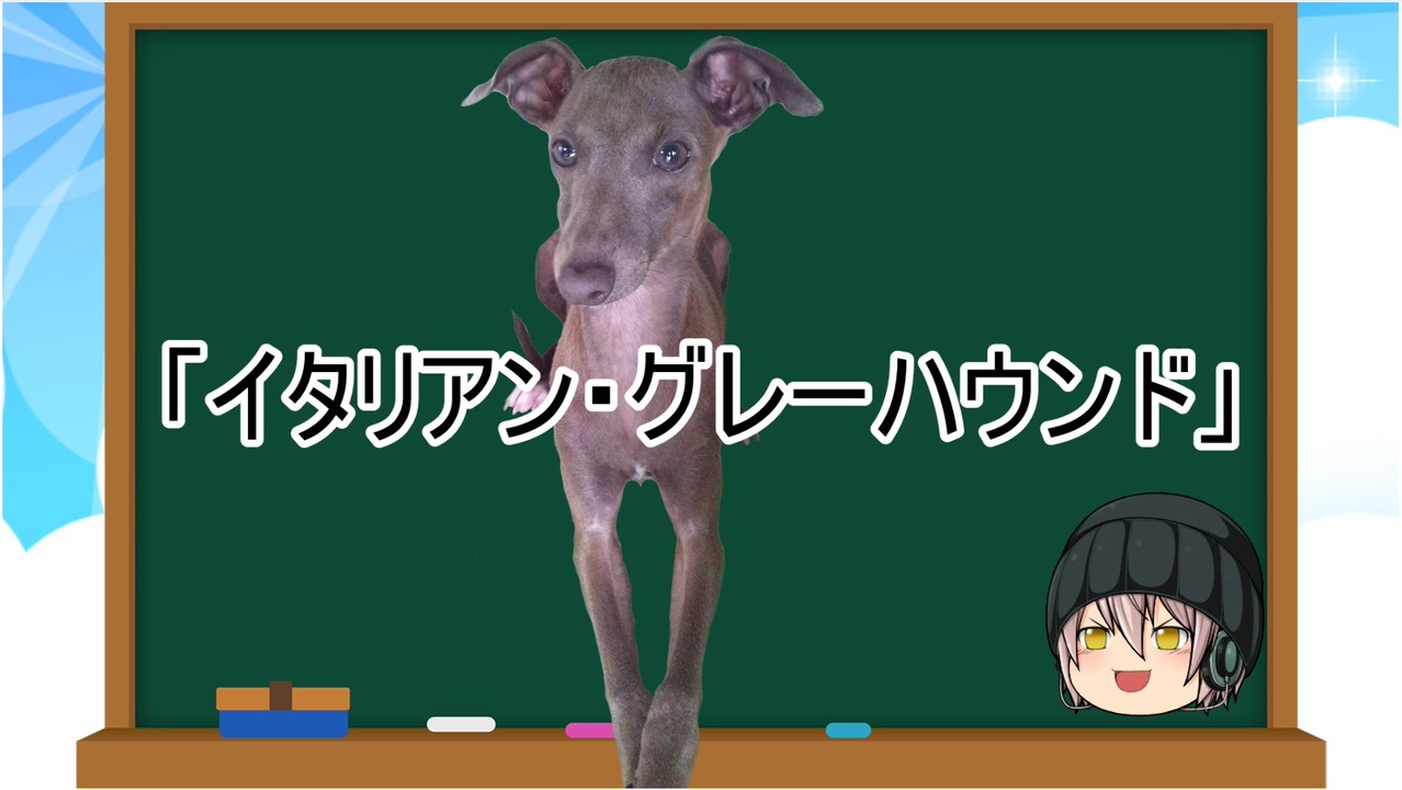 ゆっくり解説 犬種１８ イタリアン グレーハウンド ニコニコ動画