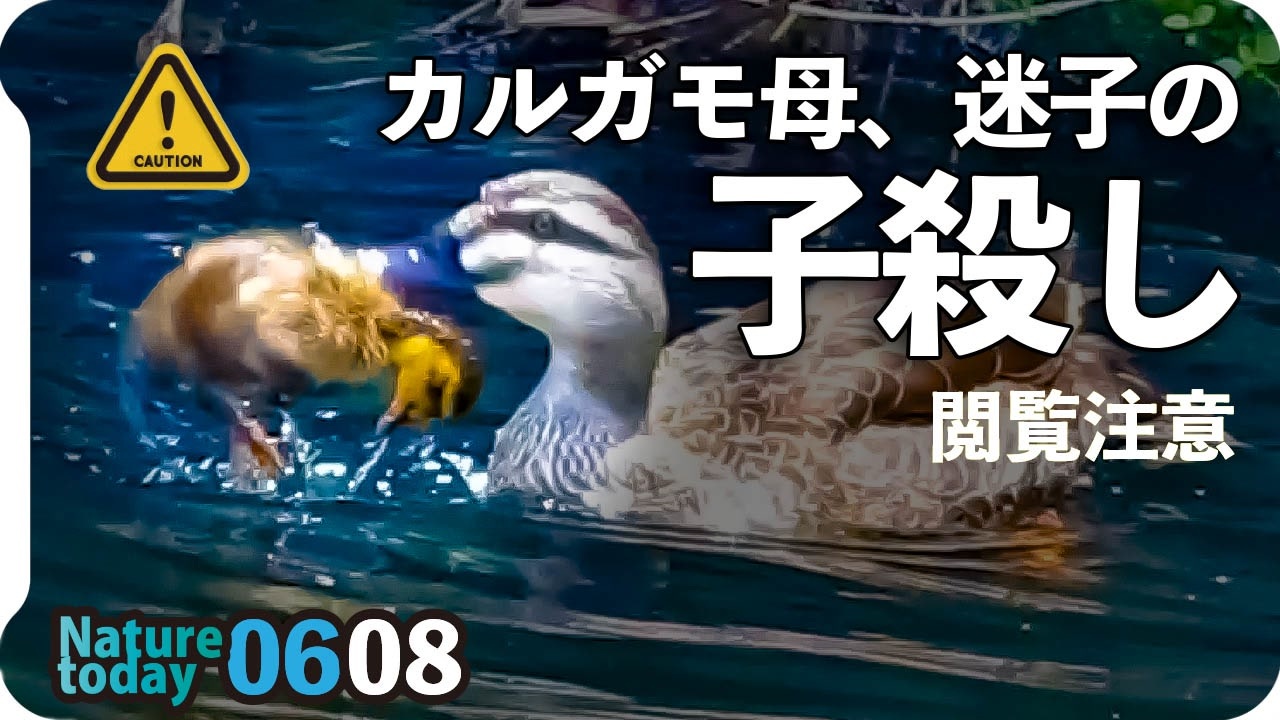 人気の 子殺し 動画 10本 ニコニコ動画