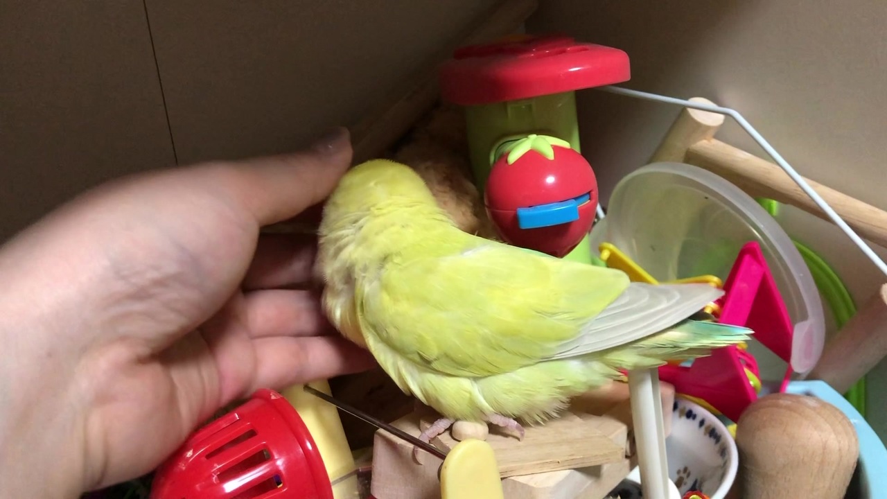 人気の こざくらいんこ 動画 490本 6 ニコニコ動画