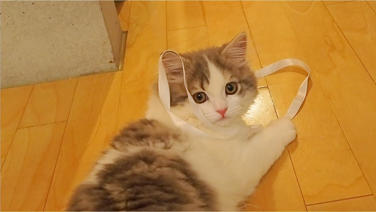 人気の 子猫 Av アニマルビデオ 動画 3 718本 ニコニコ動画