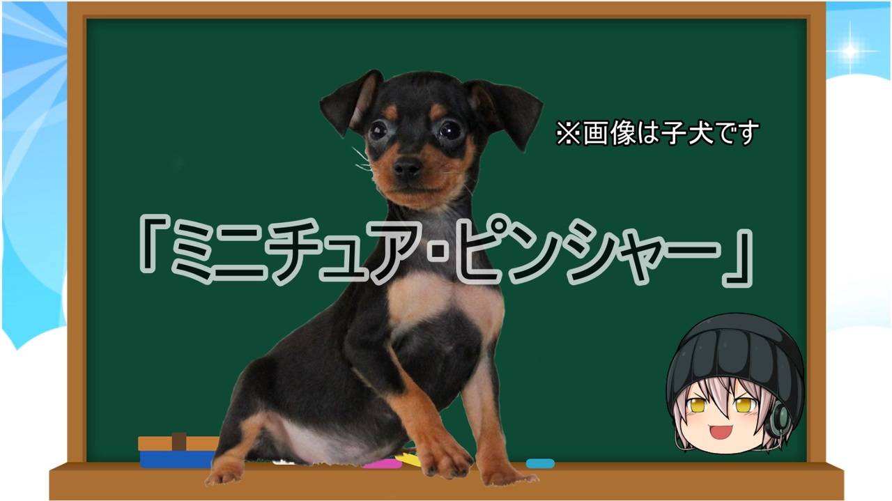 ゆっくり解説 犬種１９ ミニチュア ピンシャー ニコニコ動画