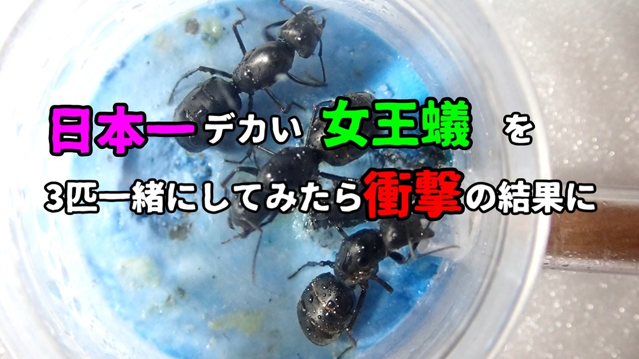 アリの飼育記2冊目#13】日本一デカい女王蟻を3匹一緒にしたら衝撃の結果に - ニコニコ動画