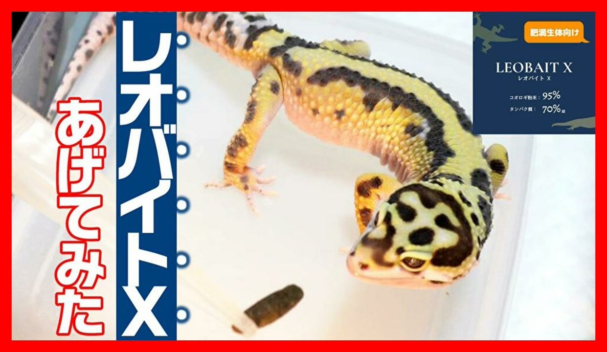 最大62%OFFクーポン コオロギ粉末 レオバイト LEOBAIT 爬虫類のエサ レオパ ヒョウモントカゲモドキ gaviao.ba.gov.br 最大62%OFFクーポン コオロギ粉末 レオバイト LEOBAIT 爬虫類のエサ レオパ ヒョウモントカゲモドキ gaviao.ba.gov.br