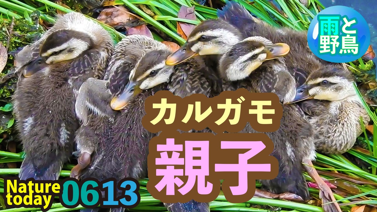 0613今日撮り野鳥動画まとめ 雨の中のカルガモ親子 マルガモ農法 キセルガイmp4 ニコニコ動画