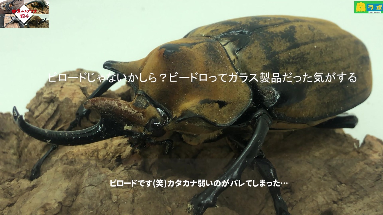 人気の カブトむし 動画 7本 10 ニコニコ動画