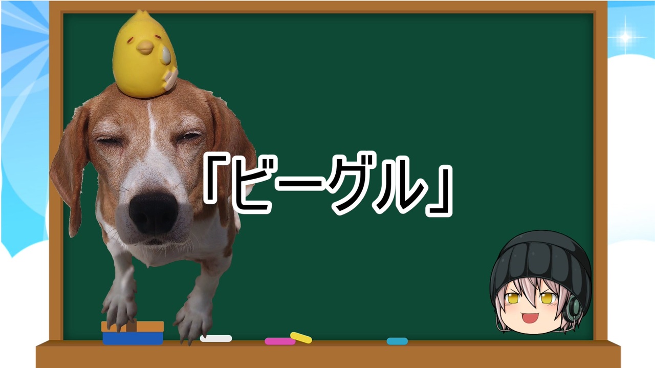 ゆっくり解説 犬種２４ ビーグル ニコニコ動画