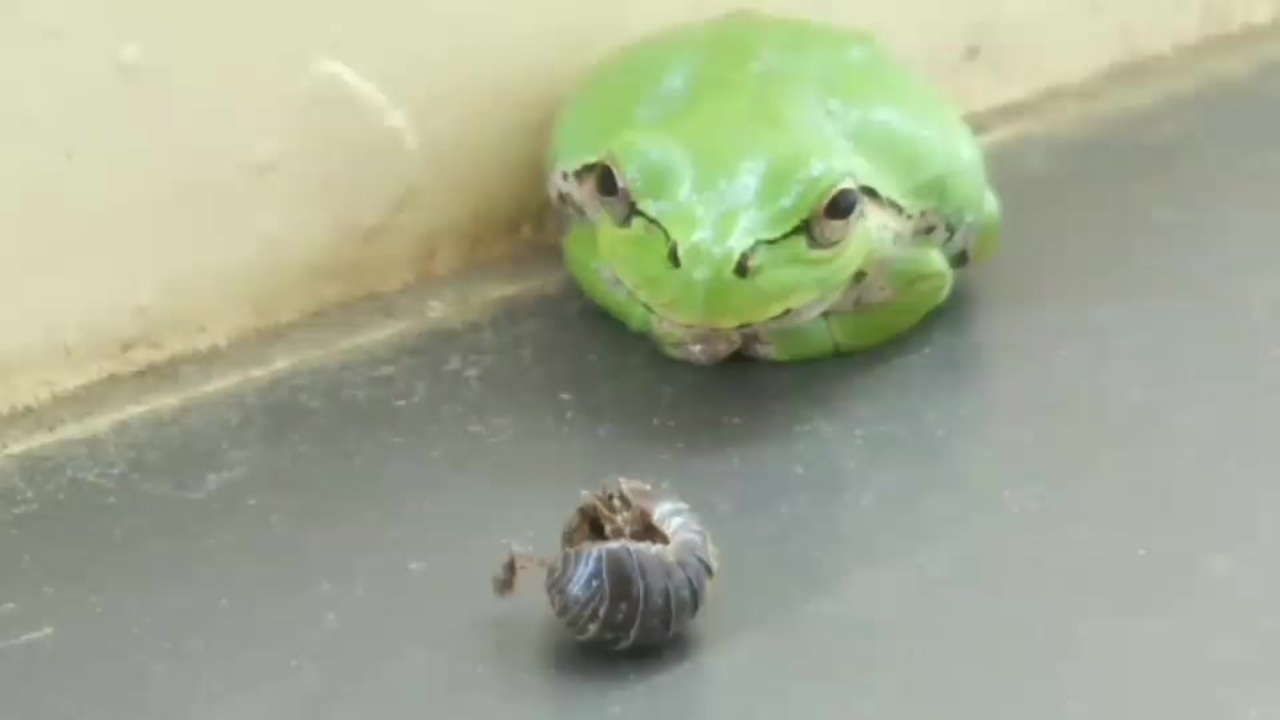 食べ物 ダンゴムシ