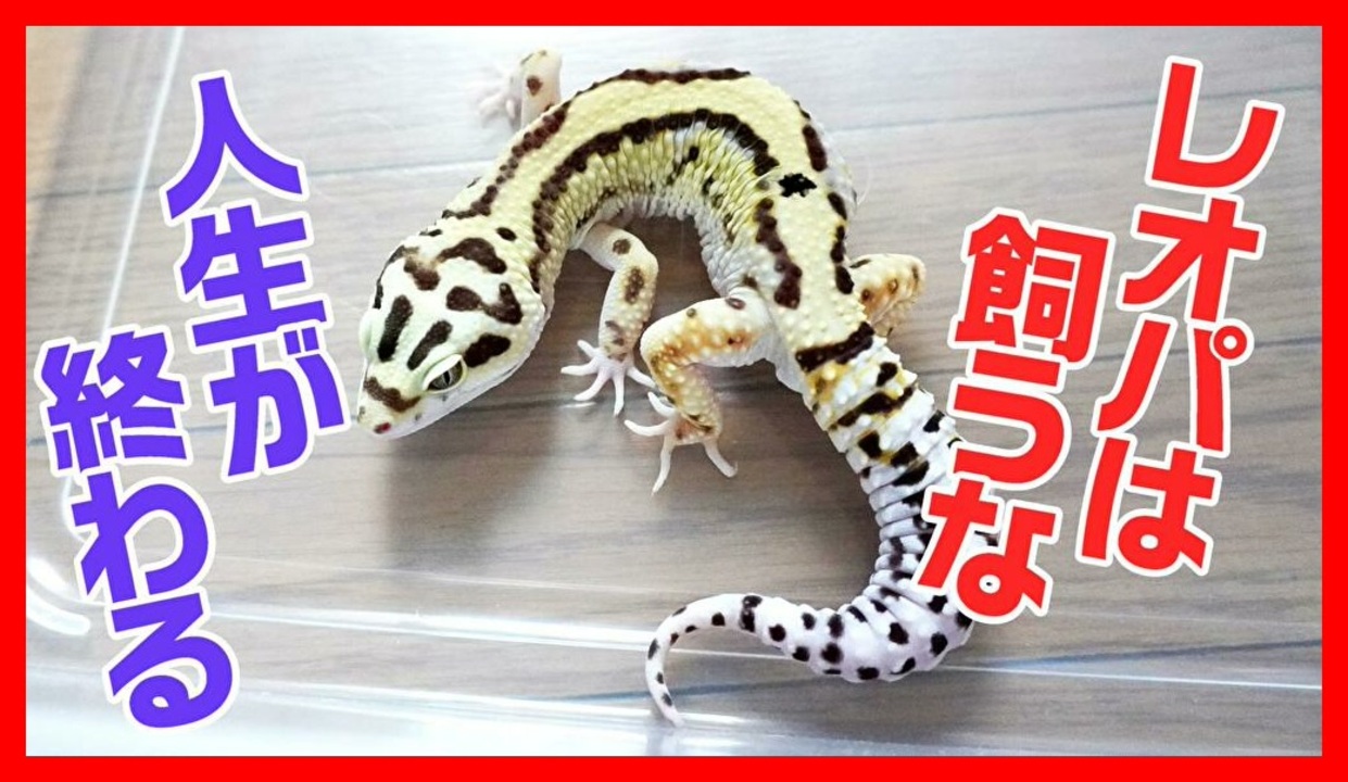 人気の 爬虫類 ヒョウモントカゲモドキ 動画 432本 3 ニコニコ動画