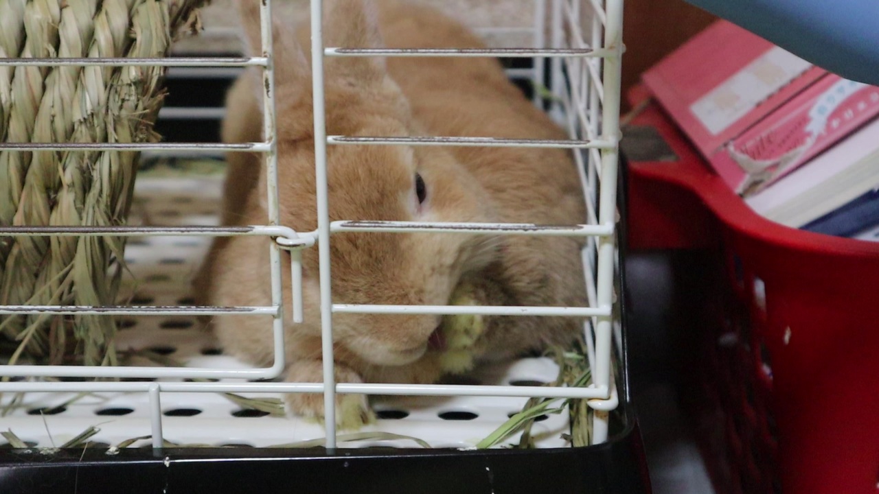 人気の Av アニマルビデオ うさぎ 動画 1 5本 13 ニコニコ動画