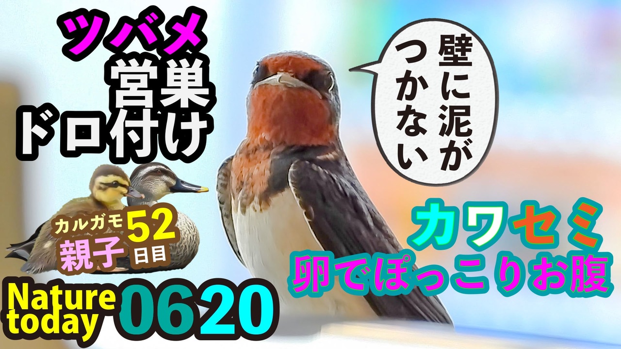 06 カルガモ親子に餌をあげないで カワセミ 卵でお腹ぽっこり 今日撮り野鳥動画まとめ ニコニコ動画