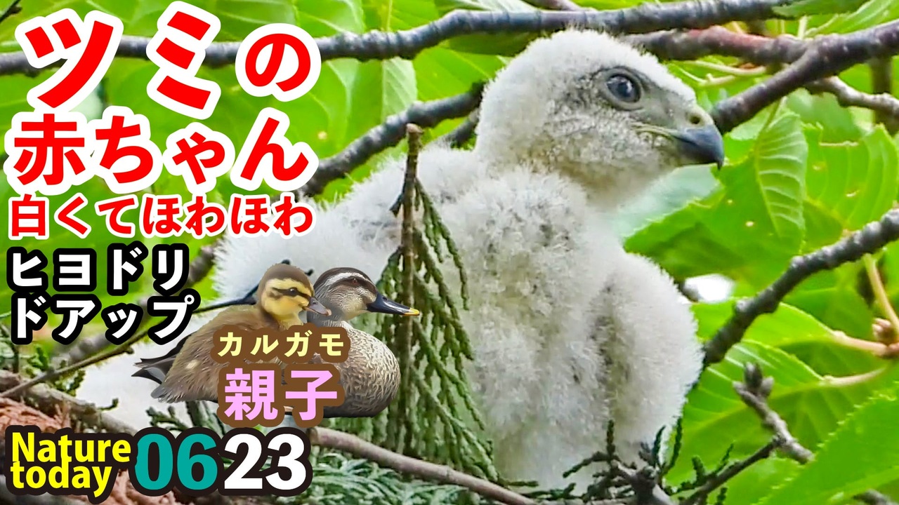 0623 ツミの赤ちゃん白くてほわほわ ヒヨドリ超近く オナガ雛 カワセミ親子など 今日撮り野鳥動画まとめ いきものがたり ニコニコ動画