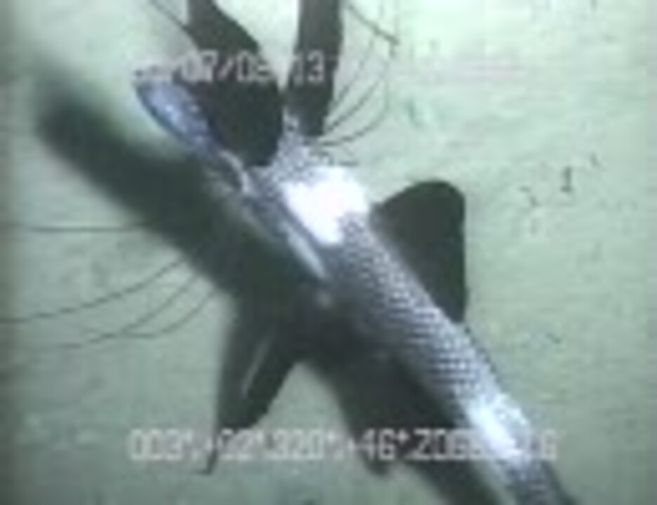 深海生物 01 ニコニコ動画