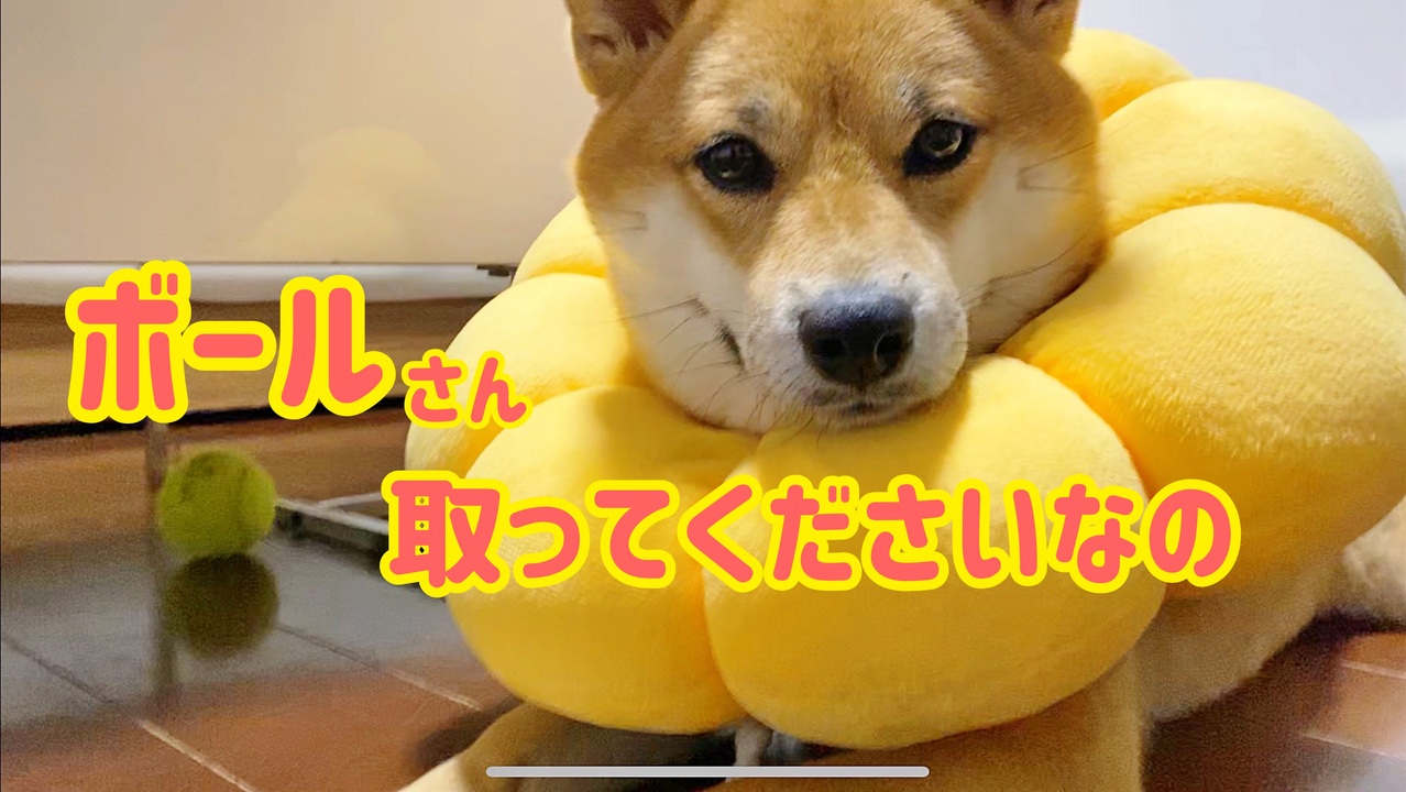 ボールが家具の下に入って取れずに困っている柴犬がかわいすぎw ニコニコ動画