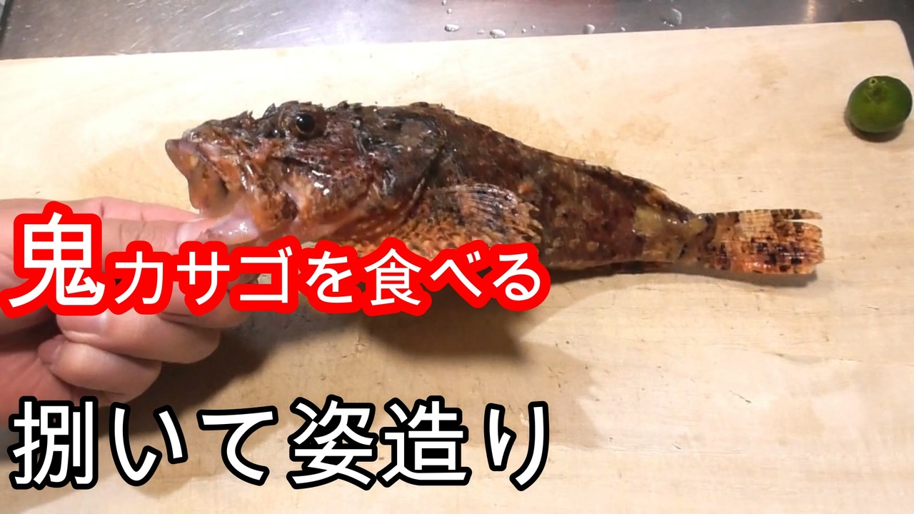 鬼の内臓を食べました 鬼カサゴの刺身 ニコニコ動画