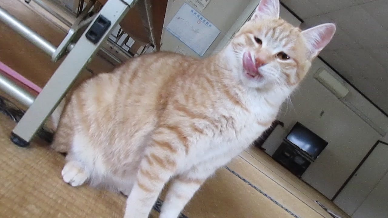 人気の 猫 フレーメン反応 動画 38本 ニコニコ動画