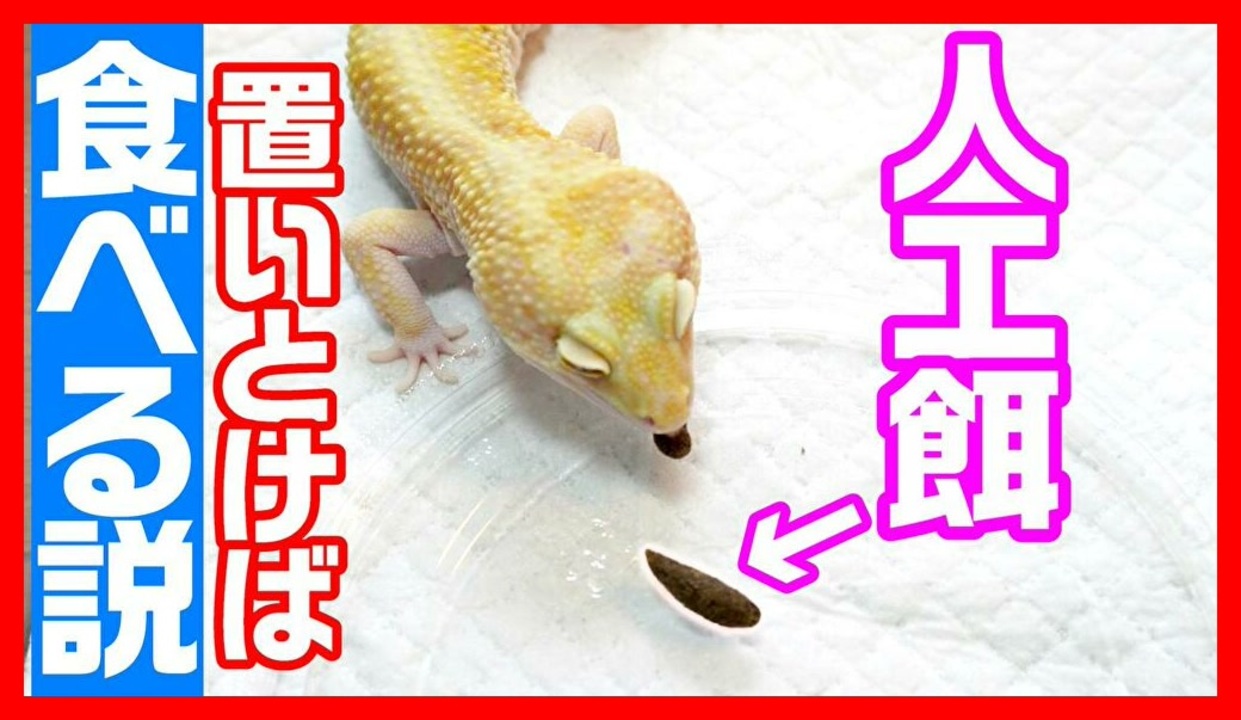 ピンセットはもういらない レオバイト 人工餌 は置きエサでも食べてくれるのかを実験してみた ニコニコ動画