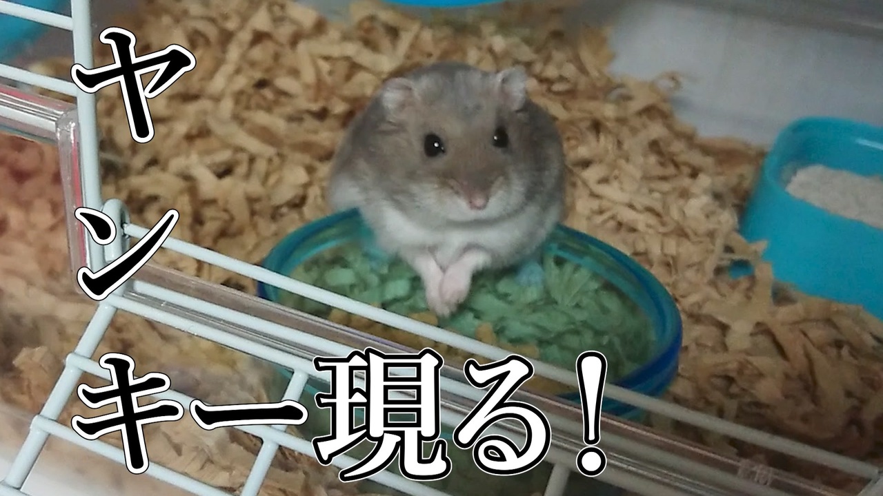 人気の ハムスター好きと繋がりたい 動画 57本 ニコニコ動画