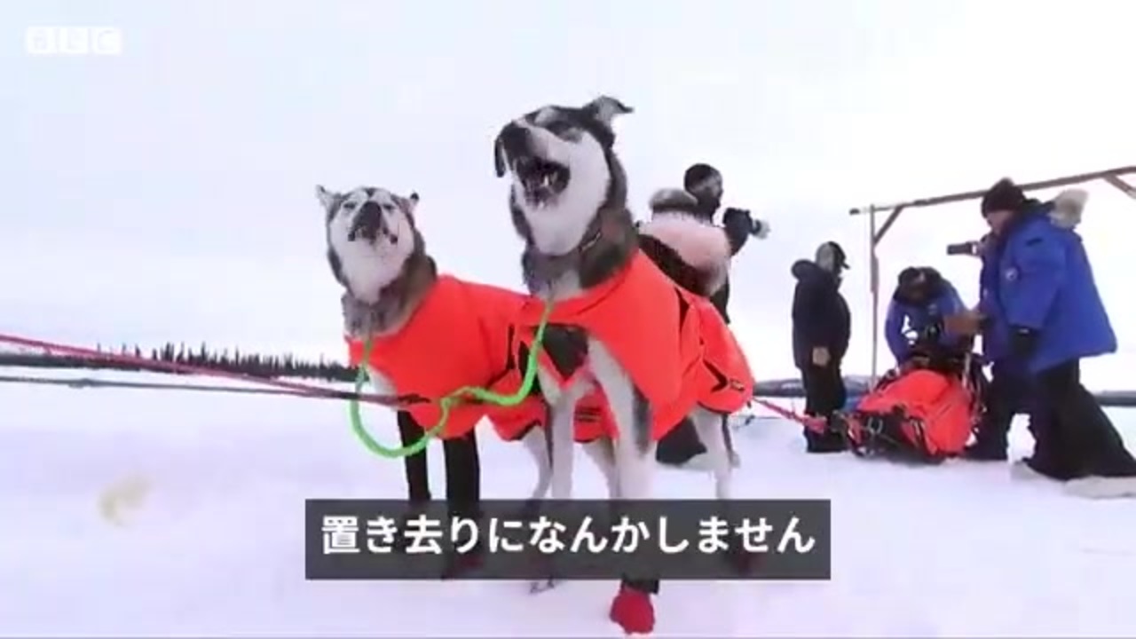 人気の 犬ぞり 動画 21本 ニコニコ動画