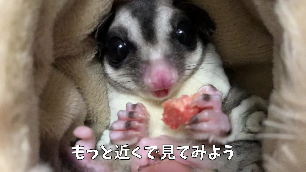 人気の てんちょー 動画 227本 ニコニコ動画