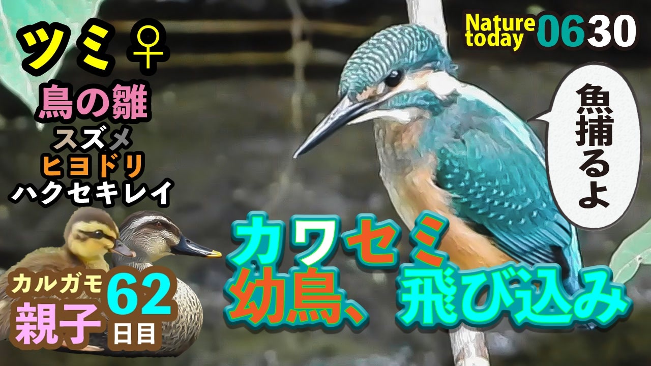 0630 カワセミ雛捕食 猛禽類ツミ ヒヨドリ雛水浴び スズメの雛 カルガモ親子 ハクセキレイ捕食シーン 今日撮り野鳥動画まとめ 身近な生き物語 ニコニコ動画