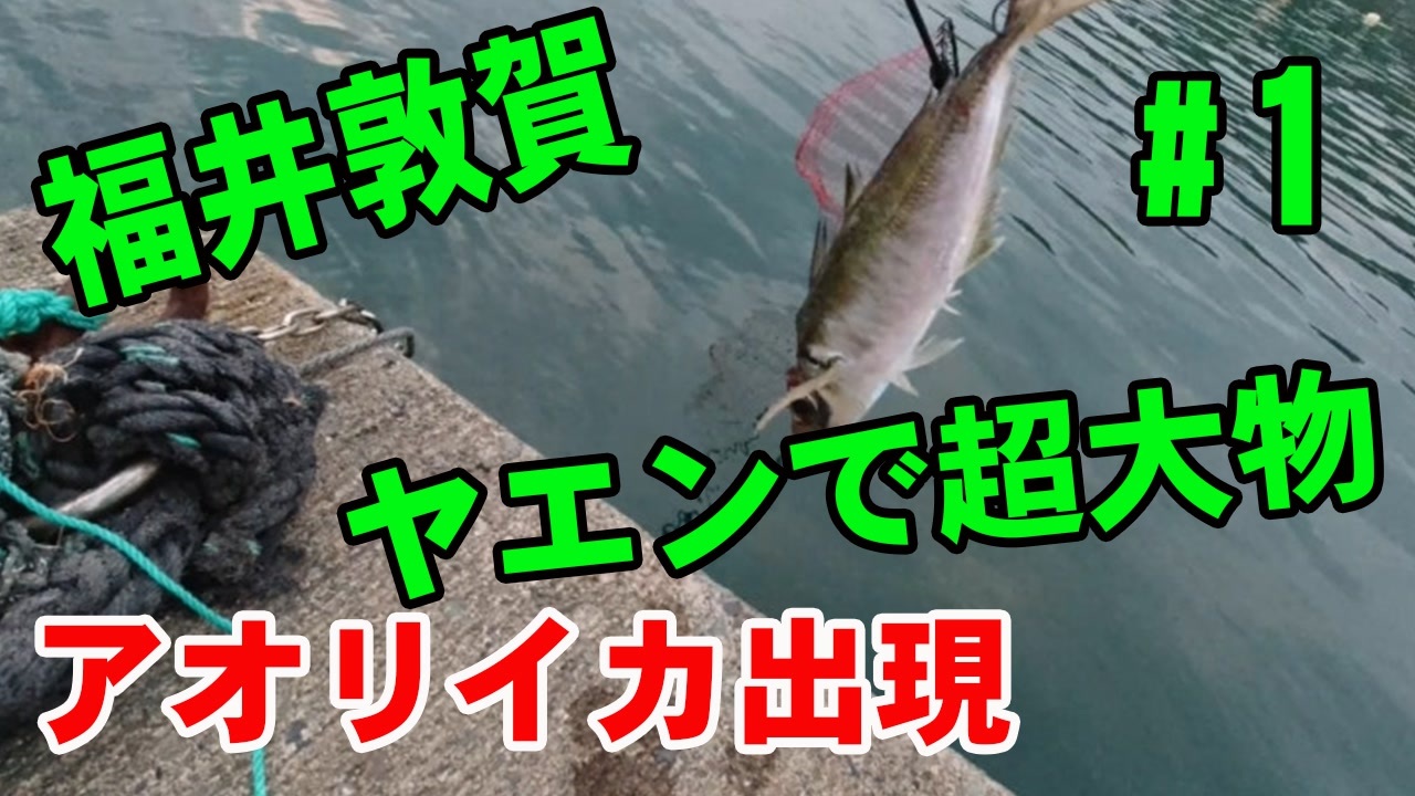 1 釣り動画 ヤエン釣りで大物のアオリイカがアジに食いつきました 引きがヤバイ ニコニコ動画