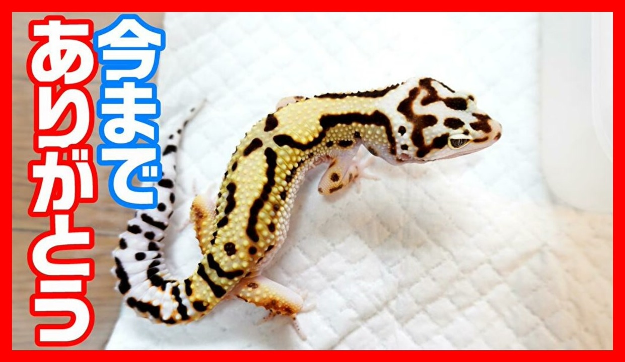 人気の 爬虫類 Av アニマルビデオ 動画 700本 4 ニコニコ動画