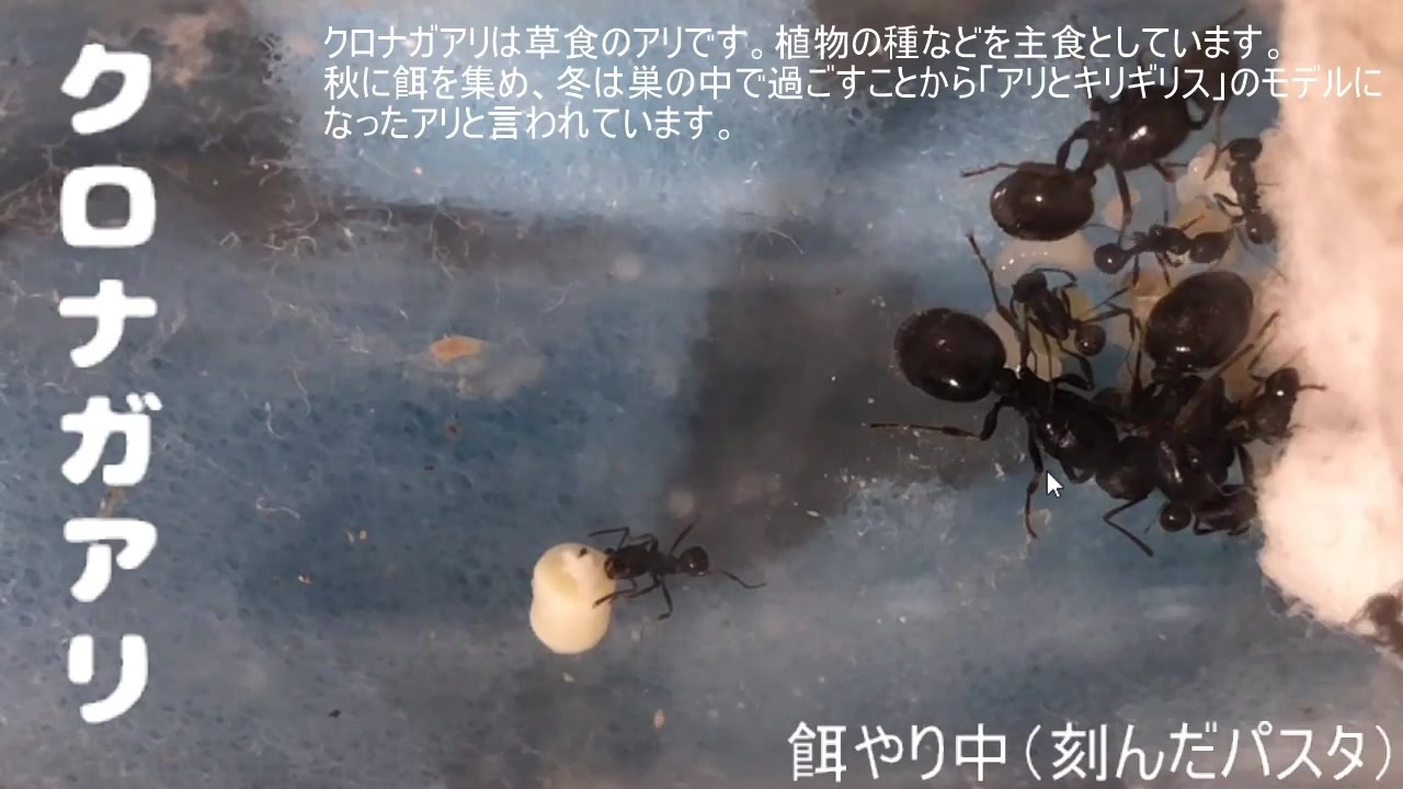 クロナガアリ 餌やり その2 ニコニコ動画