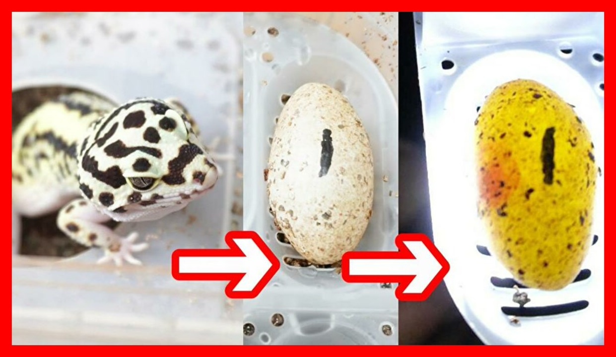 有精卵の見分け方を紹介 レオパが卵を産んでました キャンドリングもしました ニコニコ動画