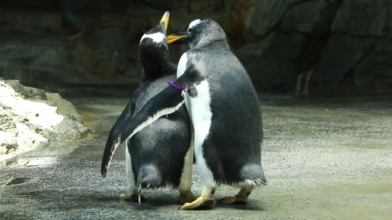 ノーナレ動物動画 ジェンツーペンギン 今から近所でいやらしい事しますのでよろしくお願いします 長崎ペンギン水族館 ニコニコ動画