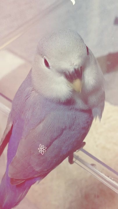 人気の こざくらいんこ 動画 493本 6 ニコニコ動画