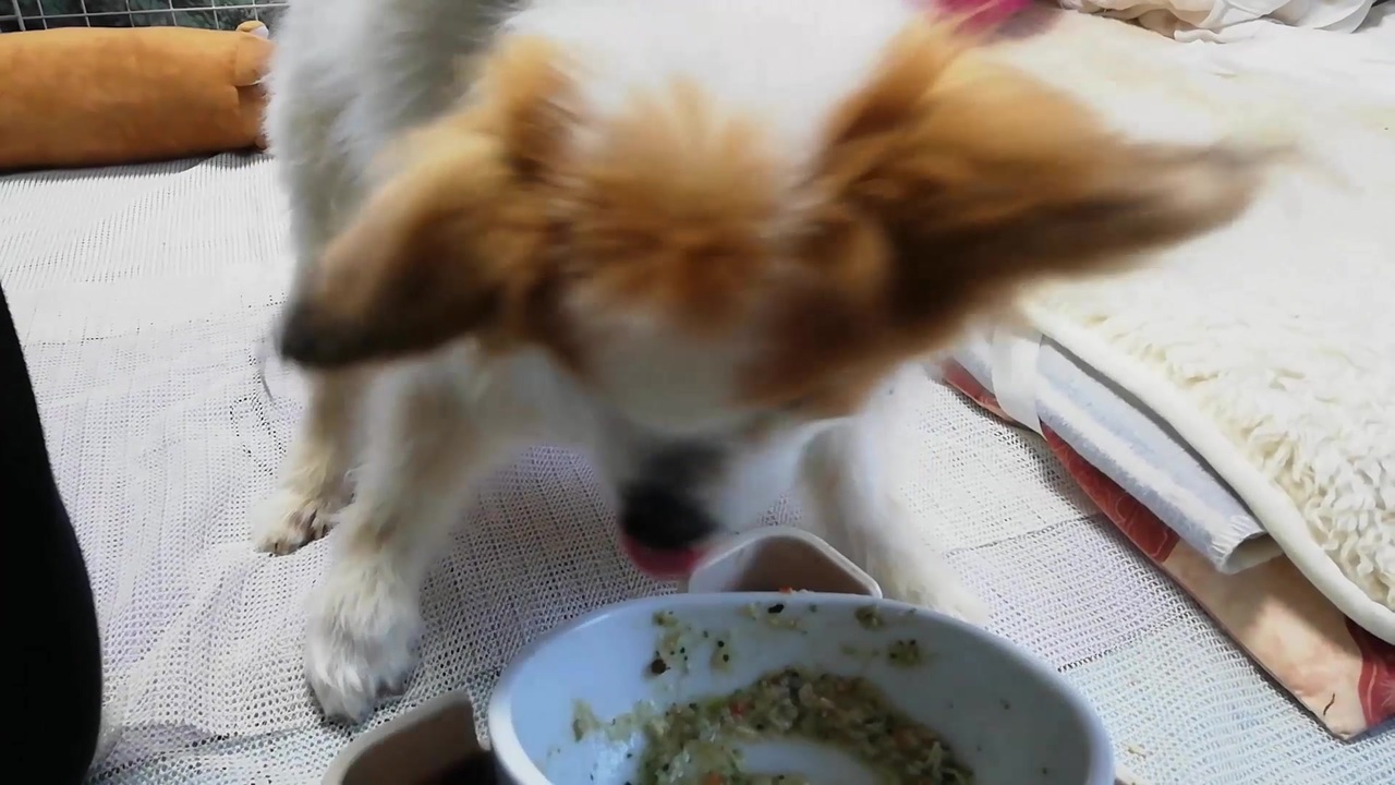 人気の 犬 動画 18 638本 ニコニコ動画