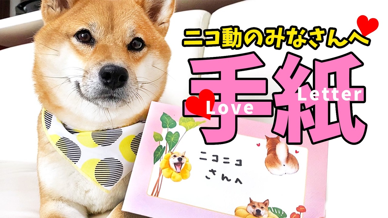 人気の 柴犬 もふもふ動画 動画 85本 ニコニコ動画