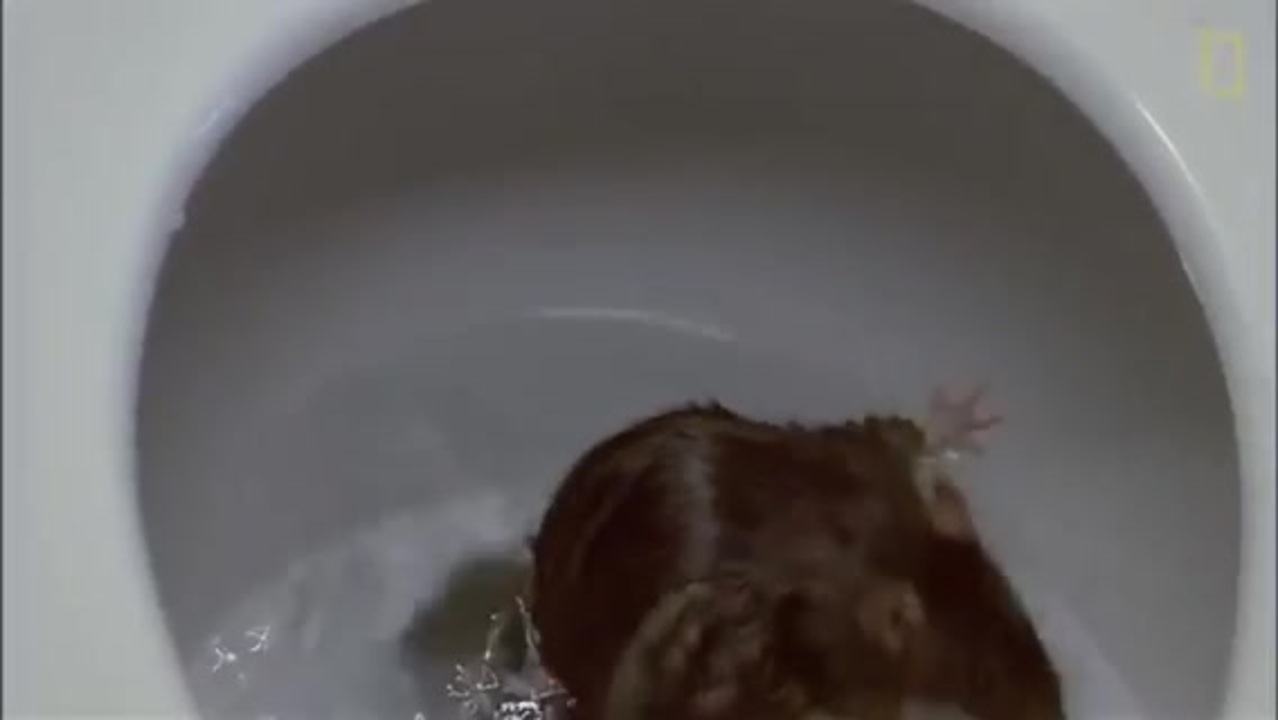 ネズミがトイレから出てくる瞬間 ニコニコ動画