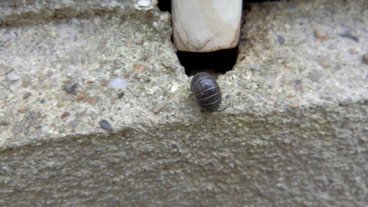 人気の 虫 動画 1 073本 8 ニコニコ動画