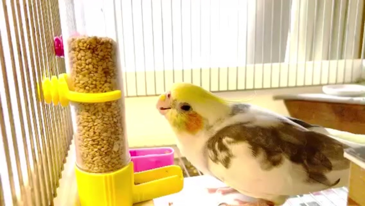 お水を飲むオカメインコ ニコニコ動画