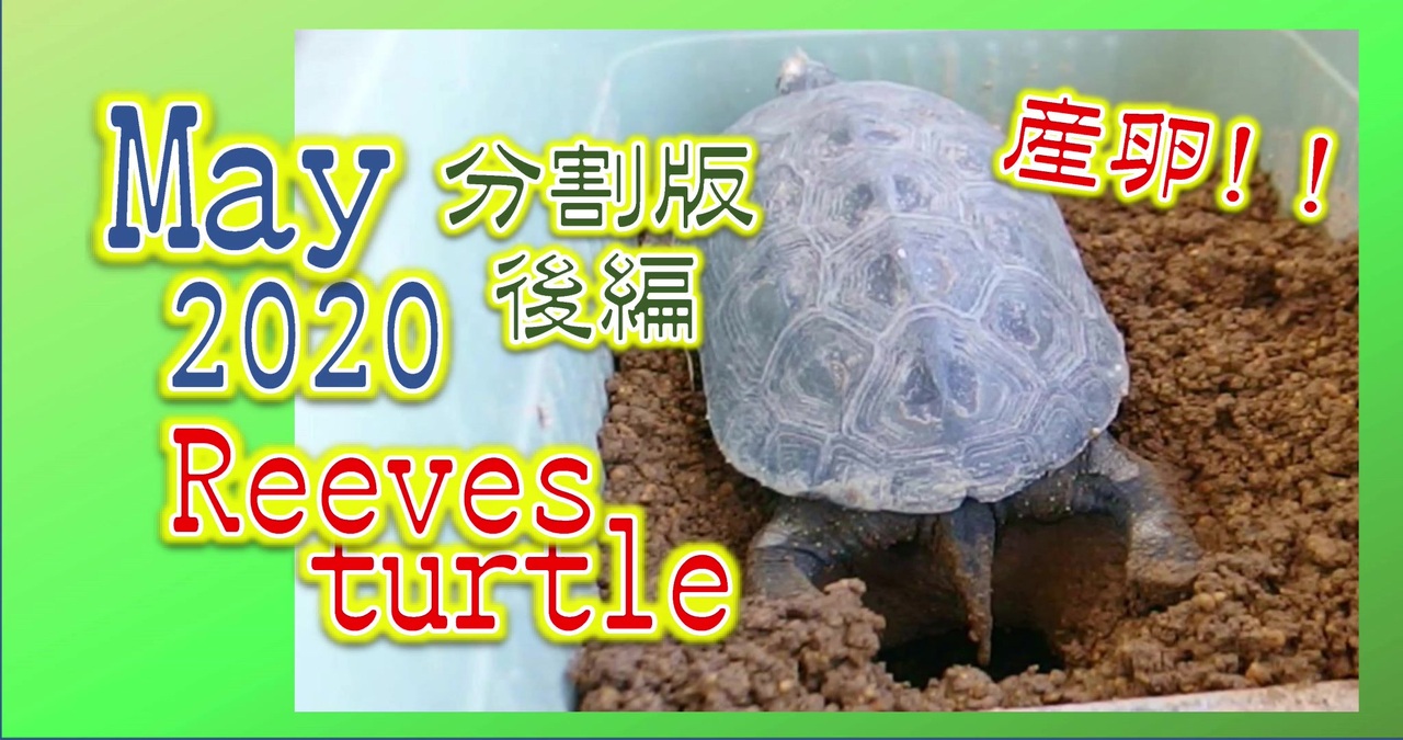 クサガメ産卵 分割後編カメコ5月の様子 Turtle Spawning Reeves Turtle ニコニコ動画