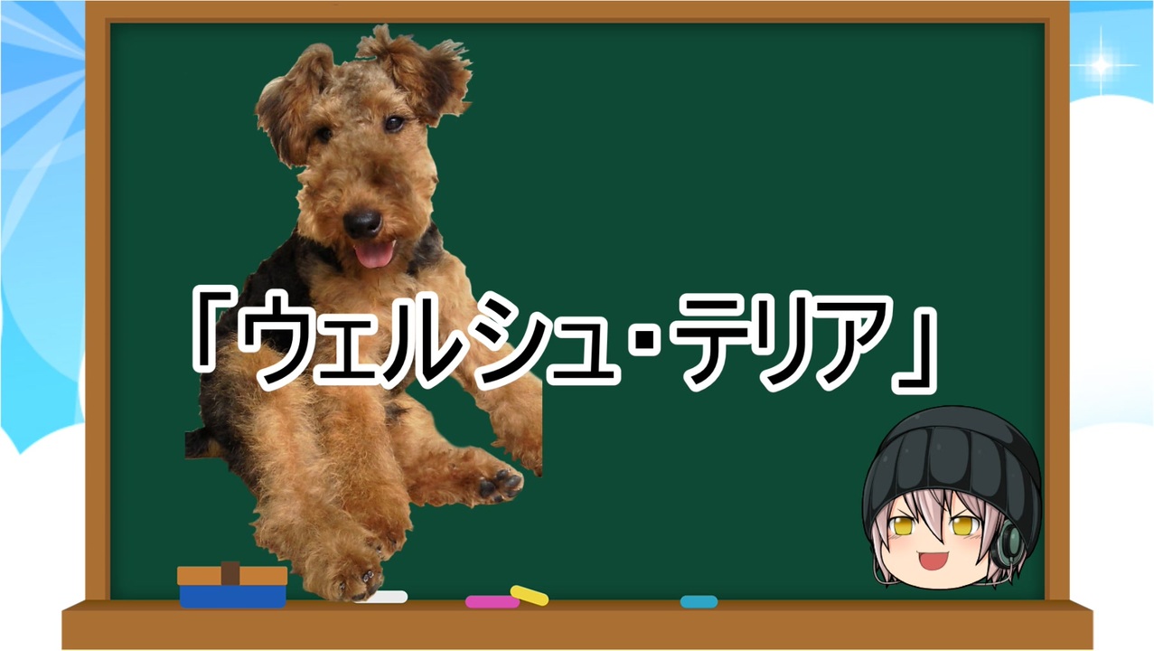 ゆっくり解説 犬種３２ ウェルシュ テリア ニコニコ動画