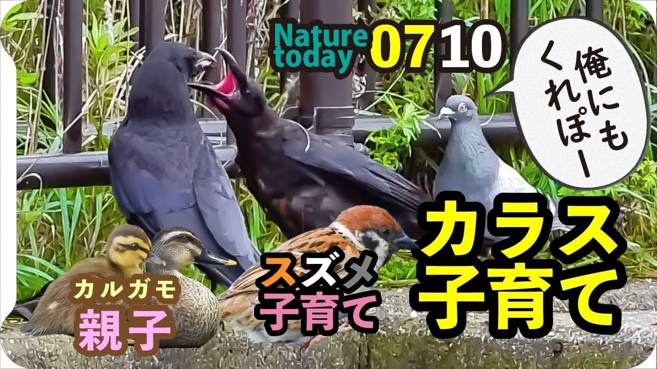 人気の スズメ 野鳥 動画 174本 2 ニコニコ動画