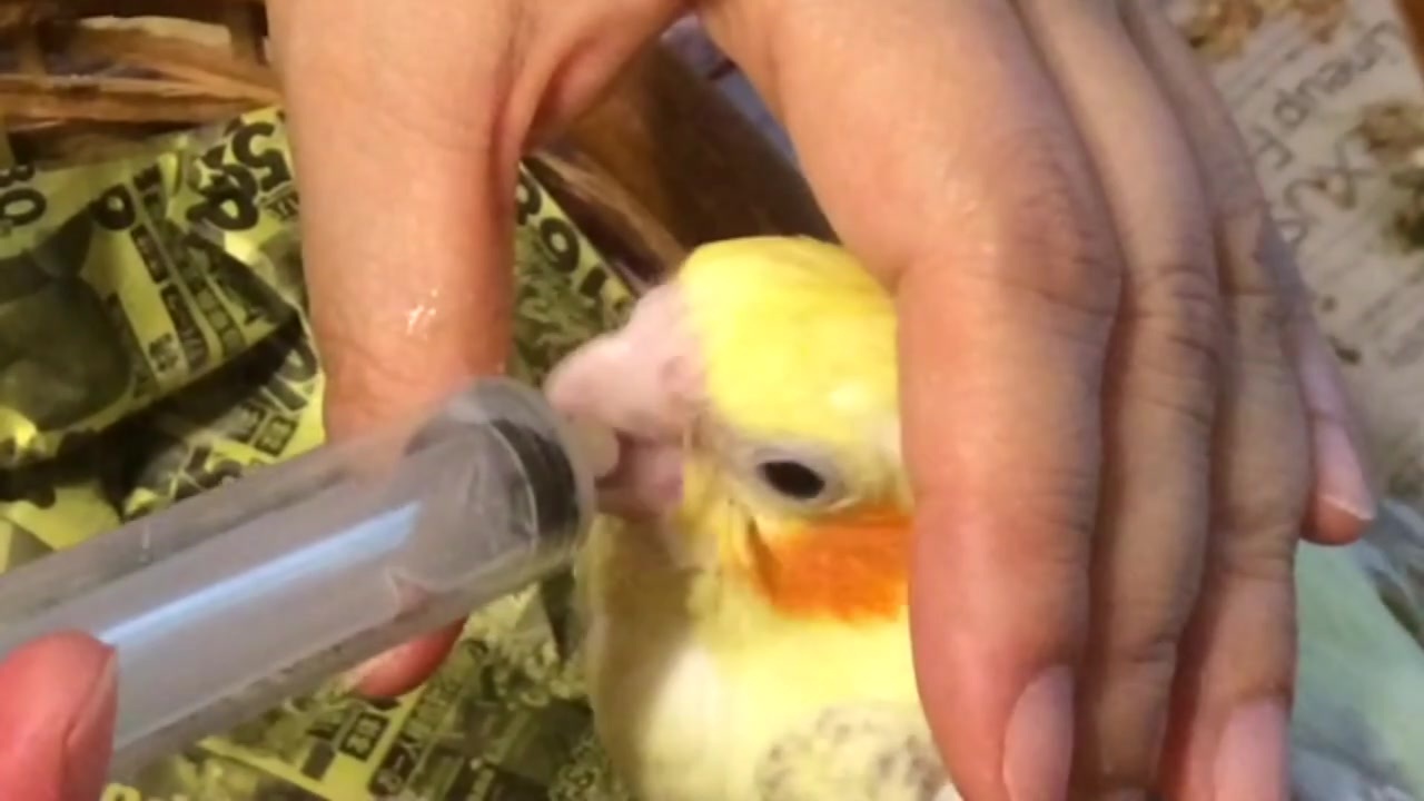 ひなちゃん挿し餌 オカメインコ ニコニコ動画