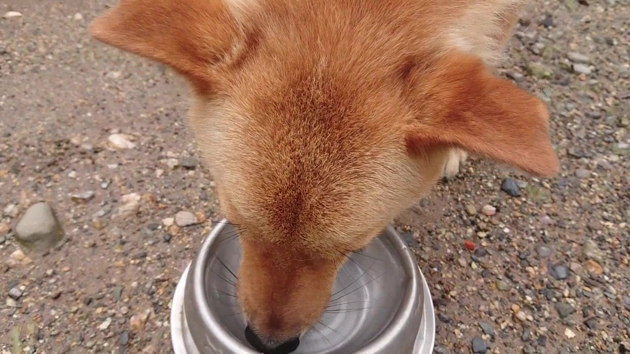 人気の メイリオ 犬 動画 126本 ニコニコ動画