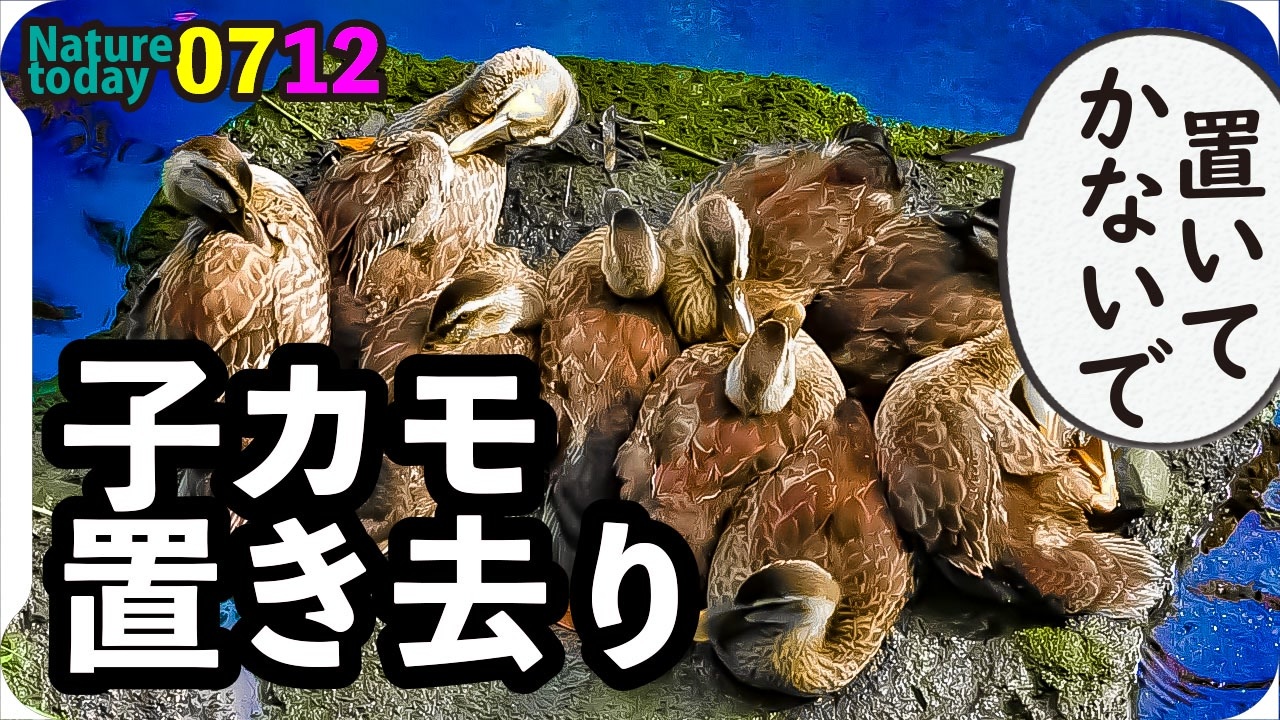 0712 カルガモ引っ越し置き去り悲劇 12雛鴨 カラス親子 カワセミ雄雌 ヒヨドリ雛 今日撮り野鳥動画まとめ 身近な生き物語 ニコニコ動画