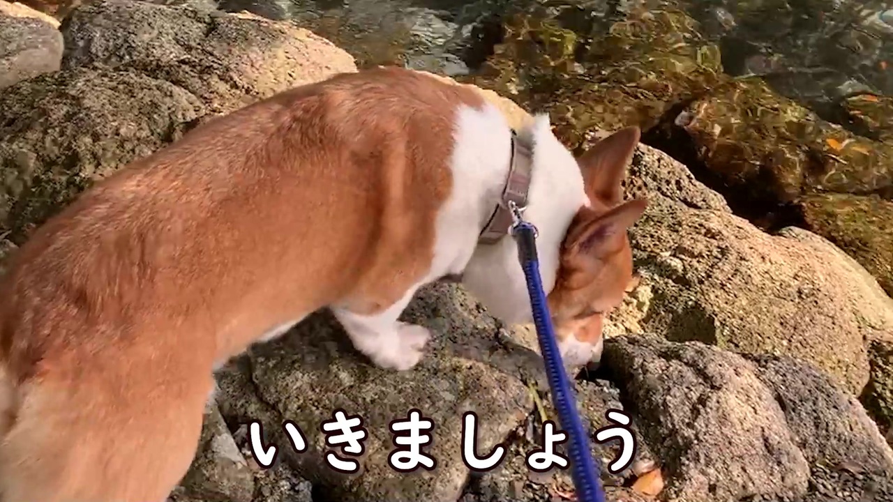 人気の ワンワン動画 動画 3 794本 ニコニコ動画