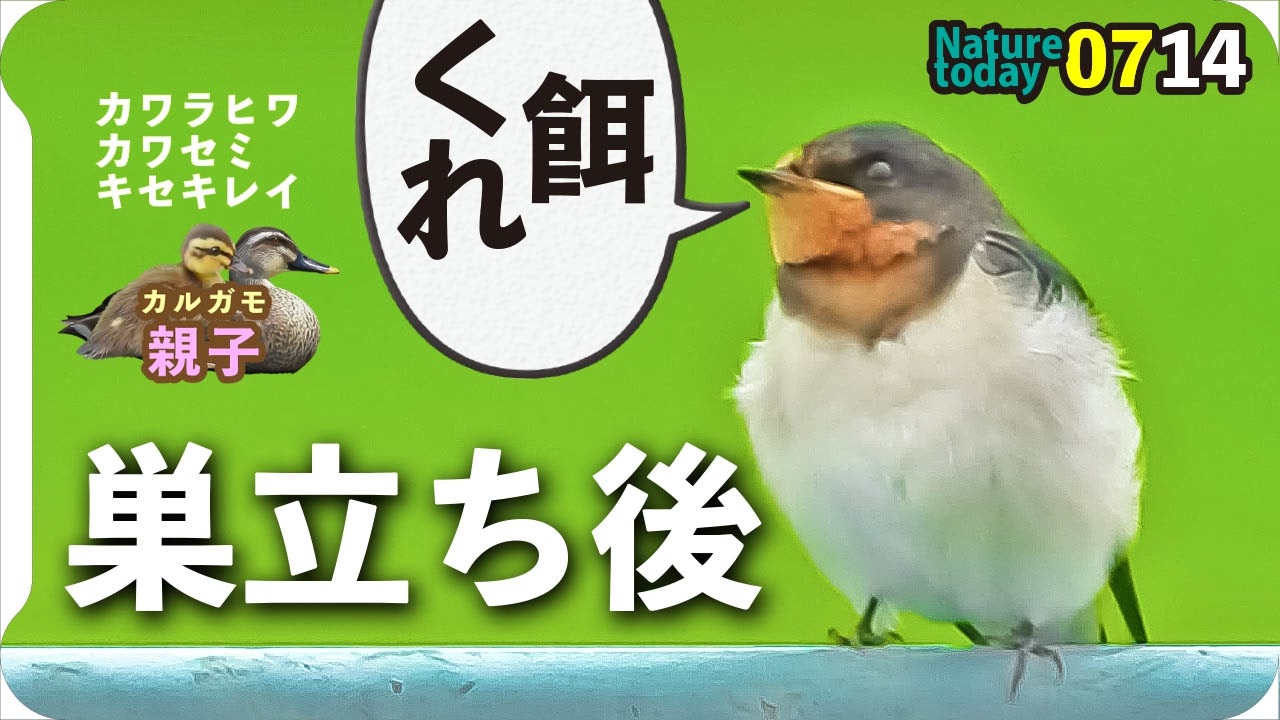 0714 ツバメの幼鳥 カルガモ親子 菜の花食カワラヒワ キセキレイ捕食 マルガモ アブラゼミ 今日撮り野鳥動画まとめ 身近な生き物語 ニコニコ動画
