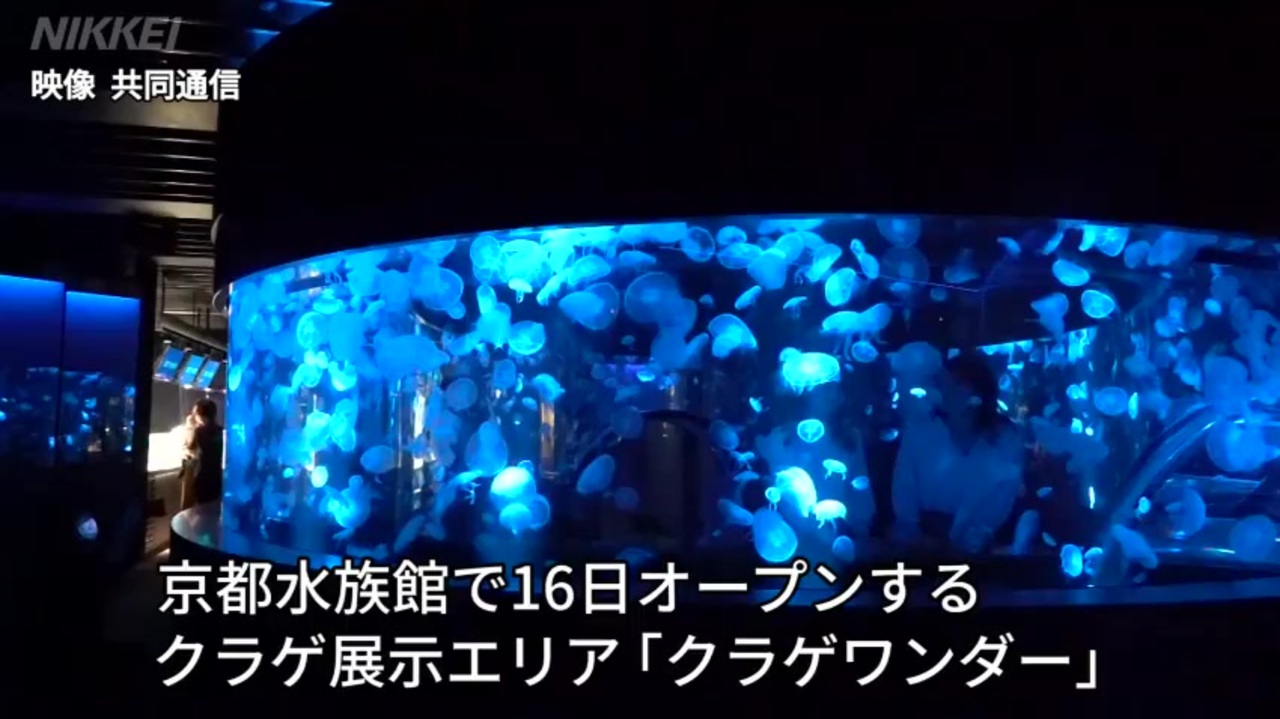 人気の 京都水族館 動画 47本 ニコニコ動画