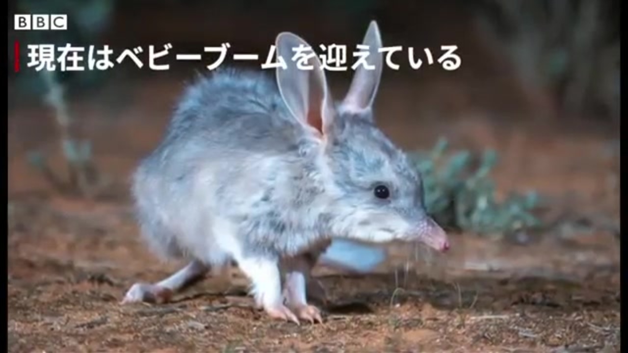 人気の 有袋類 動画 31本 ニコニコ動画